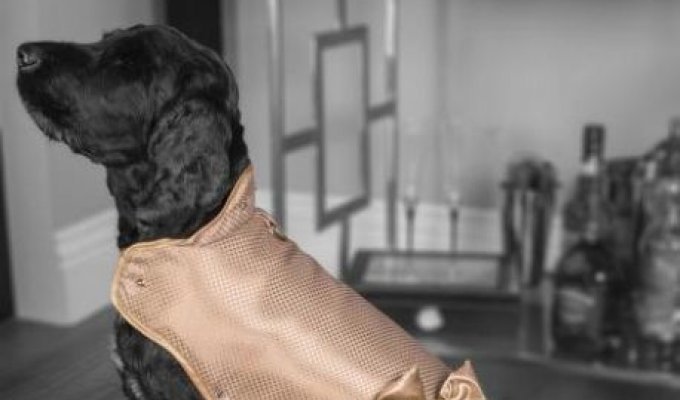 Самая дорогая собачья куртка в мире за 137 000 долларов (5 фото)