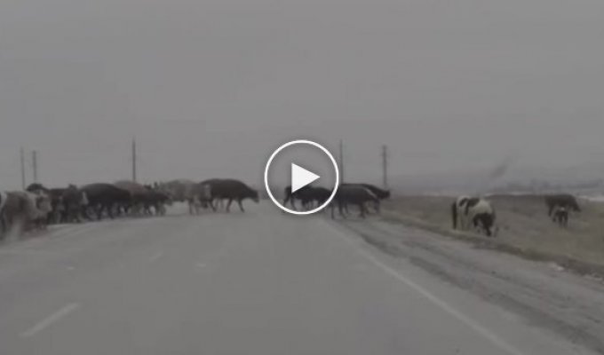 Cows on ice in Magnitogorsk
