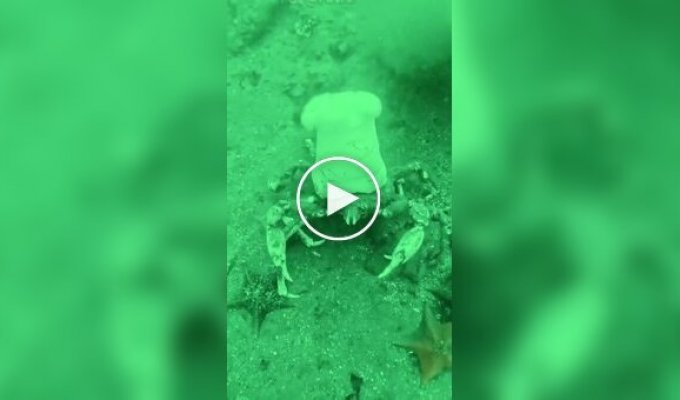 На видео попал краб-повар