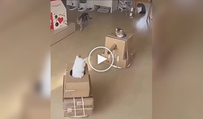 Tank battle of cats