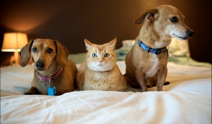 Коты и собаки (31 фото)