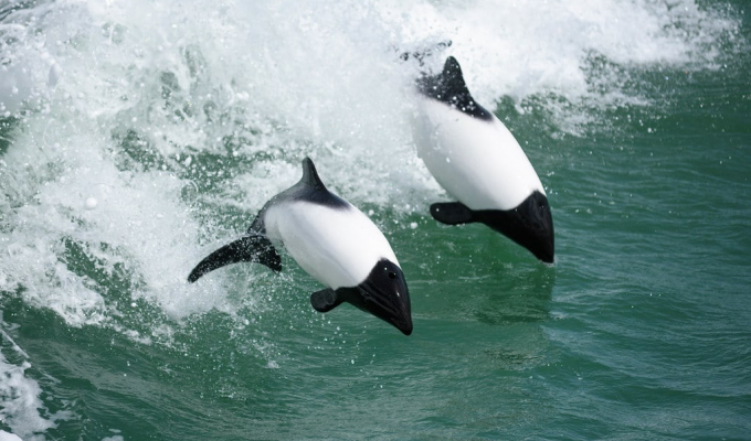 Дельфин Коммерсона: Как живёт один из самых крошечных дельфинов с расцветкой панды? (10 фото)