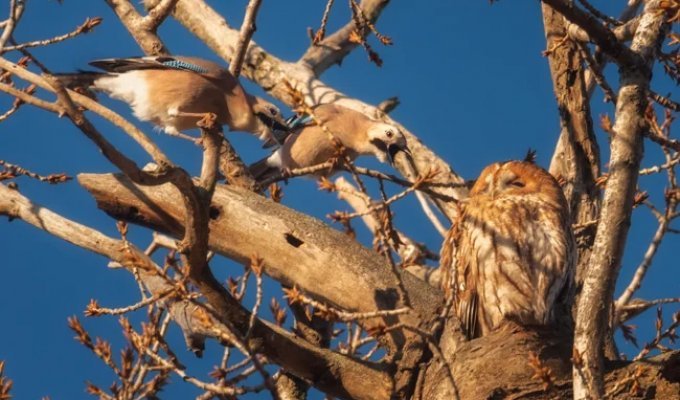 Серая неясыть: её ненавидят все птицы леса (12 фото)