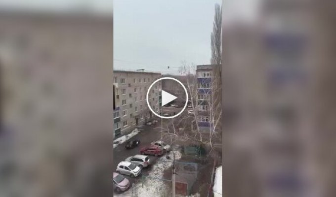 В России заметили куницу на проводах