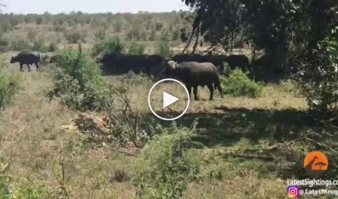 Буйвол атаковал львицу в африканском национальном парке