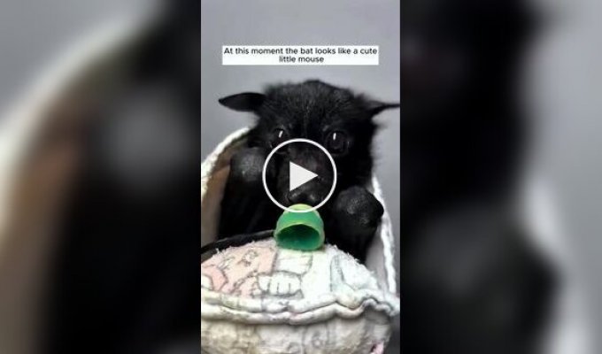 A girl saved and raised a baby flying fox