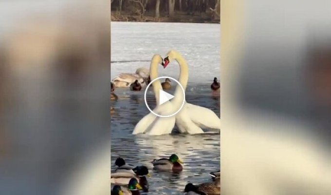 A Pair of Swans Demonstrated Their Magical Dance