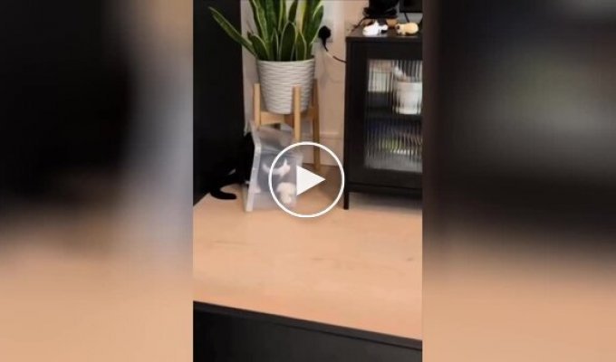 Кот застрял в ящике