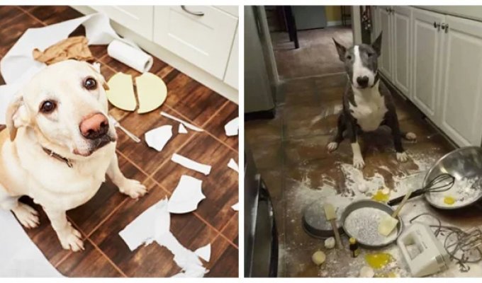 25 dogs who got bored, but found an unexpected way to have fun (26 photos)