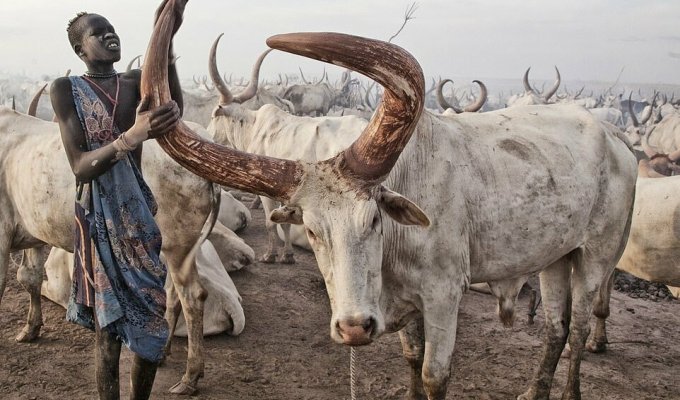They burn manure and sleep with cows - the life of the Mundari tribe, where cattle are more valuable than a person (6 photos)