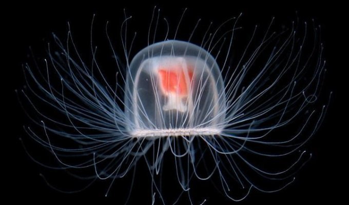 Ученые с помощью "бессмертной" медузы решили обратить вспять старение людей (3 фото)