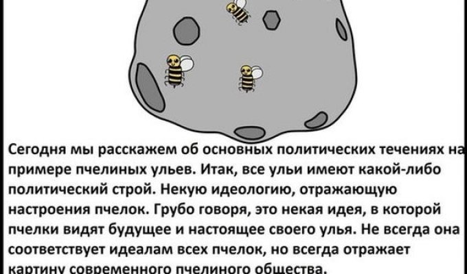 Пчелы знают все о политике (19 фото)