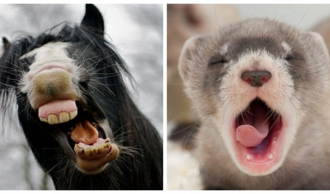 Furious yawners, at the sight of which pulls you to sleep (21 photos)