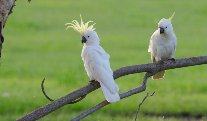 Опасная Австралия. 10 самых коварных попугаев Сиднея (16 фото)