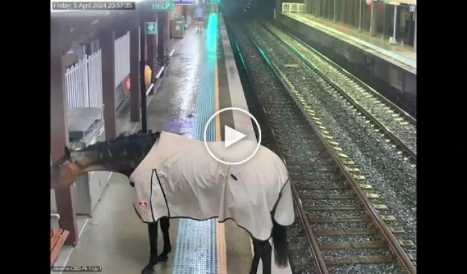 В Австралии сбежавшая лошадь пришла на железнодорожную станцию