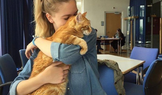 Котик приходит в универ каждый день спасать студентов обнимашками (5 фото)