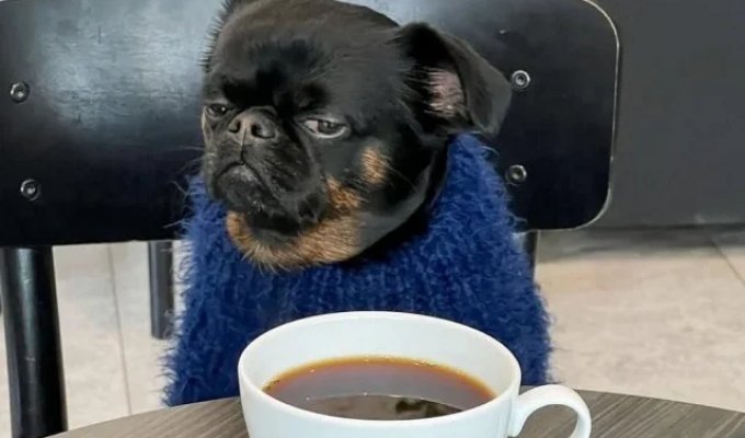 Унылый Чарли — новая звезда интернета (8 фото)