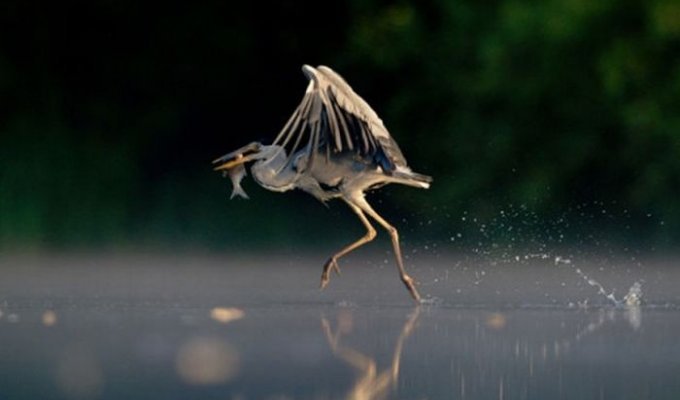 Лучшие фотографии дикой природы за 2011 год (33 фото)