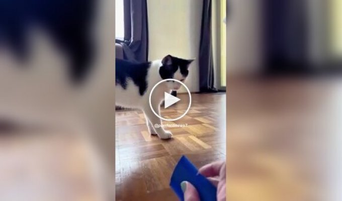 Strange reaction of cats to the sound of a comb