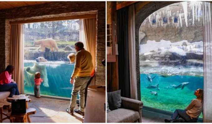 A zoo where you can spend the night next to the animals (4 photos + 1 video)