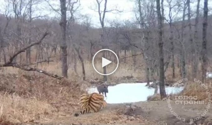 Missed the boar - the slow tiger was left without breakfast in Primorye