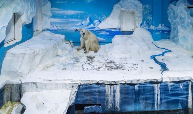 За решеткой: грустная жизнь белых медведей в неволе (15 фото)