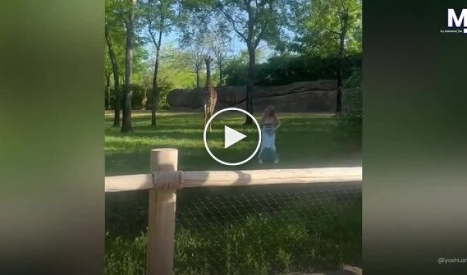 Женщина прыгнула в вольер с жирафами и получила неприятный урок