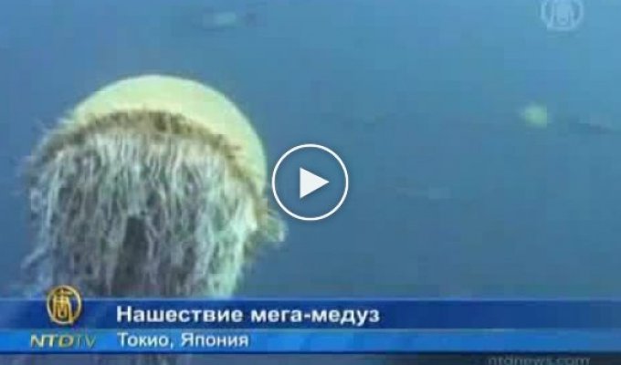 Огромные медузы наносят врет рыбному промыслу японии