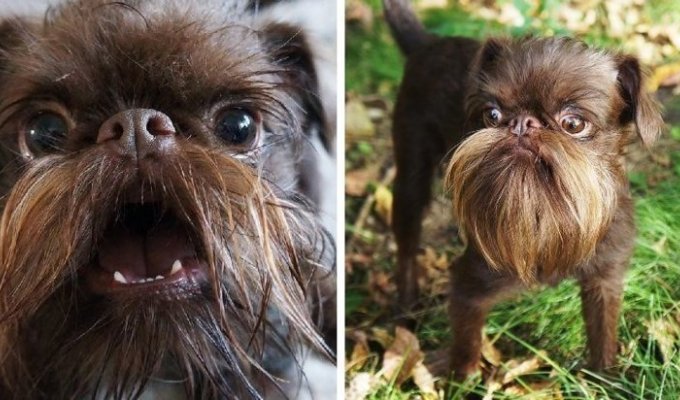 Пёс отрастил такую шикарную бороду, что его прозвали Чубаккой (9 фото)