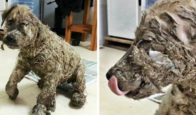 Невероятное превращение щенка, который был полностью залит клеем (15 фото + 1 видео)
