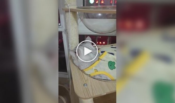 Кошки и прозрачная лежанка