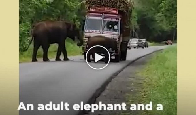 Самый милый налог водители грузовиков платят тростником слонам за проезд