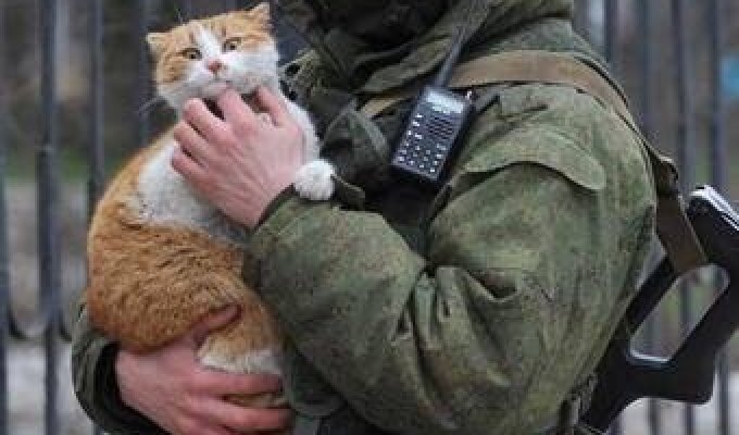 История одного крымского кота (4 фото)