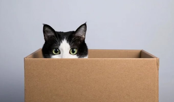 Scientists Explain Why Cats Love Sitting in Boxes and Bags (4 photos)