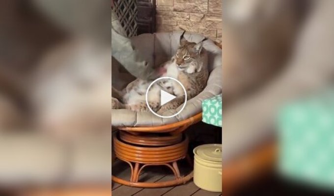 A domesticated lynx turns into a chubby cat
