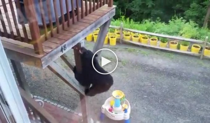 Не пытайтесь спрятаться от медведя на балконе