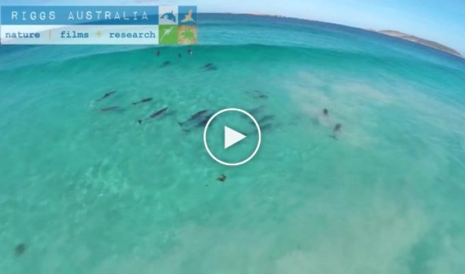 Дельфины ловят волну