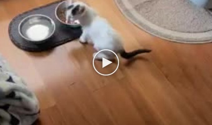 Kitten talking to its owner