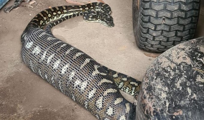 Who did the giant python have for dinner with? (4 photos + 1 video)