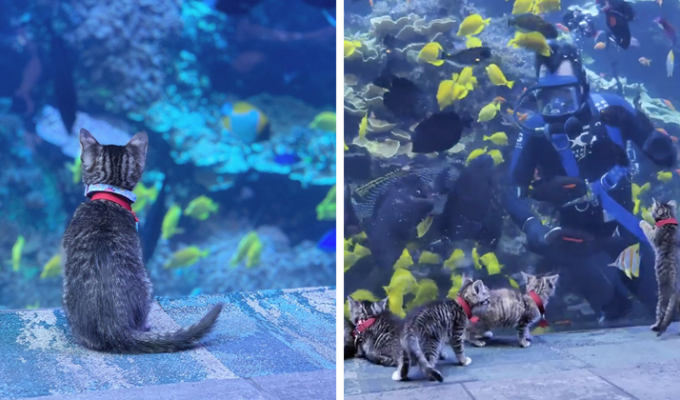 Мимимиметр взорвался! Котята и щенки гуляют по гигантскому аквариуму! (22 фото + 2 видео)