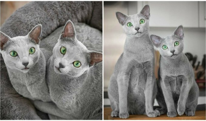 Две русские голубые кошечки очаровали интернет своей красотой (20 фото)