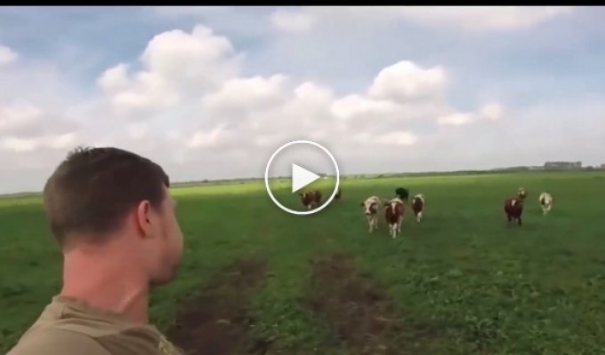 Как происходит клич стада коров
