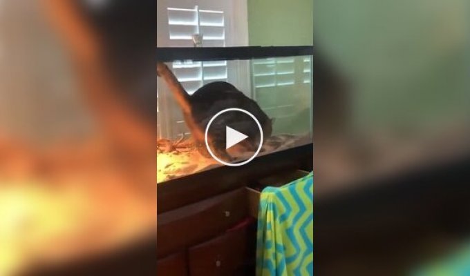 Коту приглянулся террариум