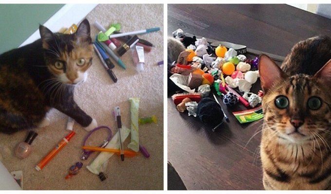 Cats and their secret treasure caches (21 photos)
