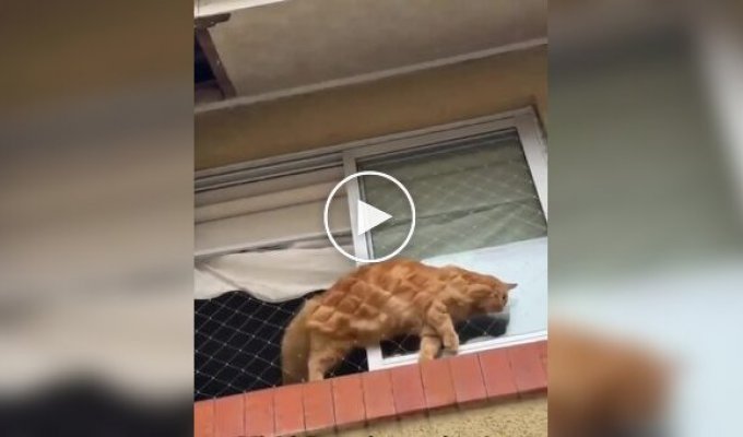A cat nearly creates a problem for itself out of nowhere