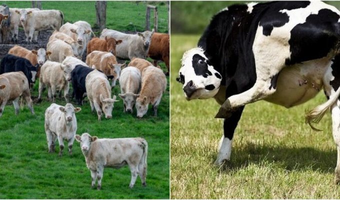 Северная Ирландия решила основательно бороться с пукающими коровами (3 фото)