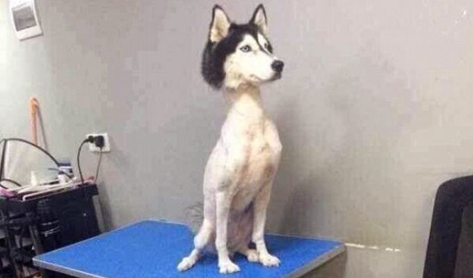 What a shaved husky looks like (2 photos)