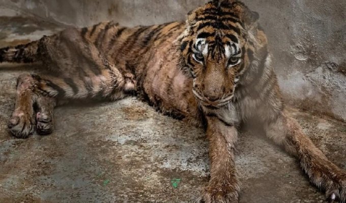 The largest wild cat rescue operation in Thailand (15 photos + 1 video)