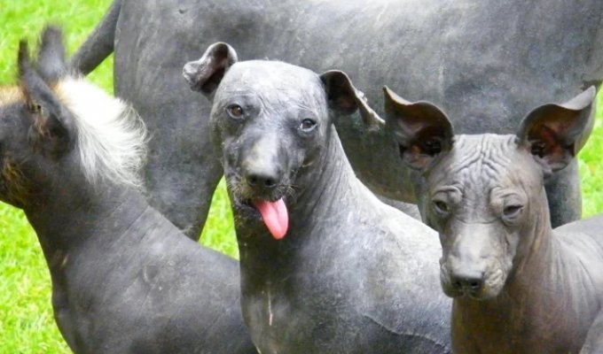 Xoloitzcuintle: this breed of dog seems to be carved out of obsidian (6 photos)