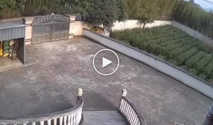 Кабан против ворот